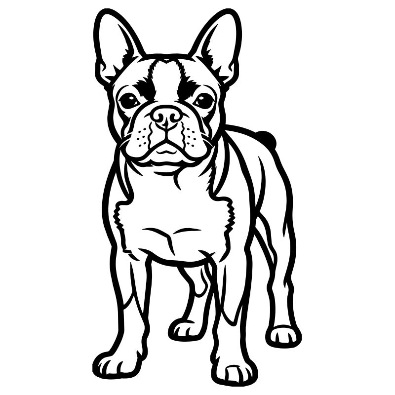 Boston Terrier