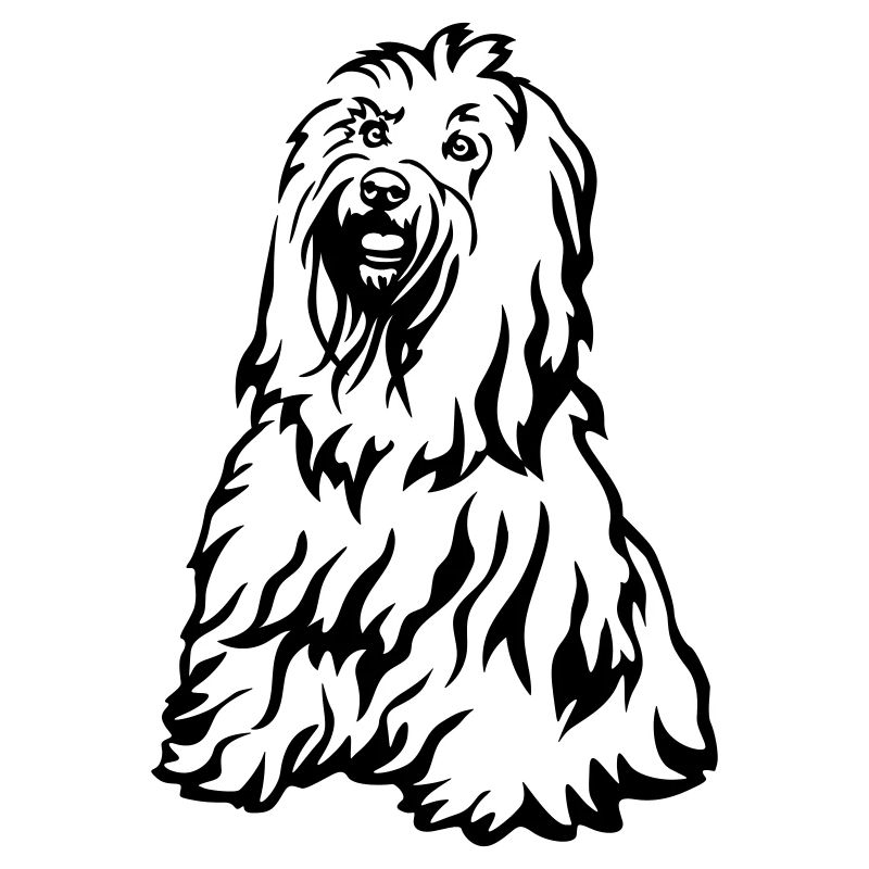 Terrier tibétain