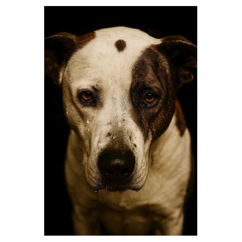 Mon copain chien
