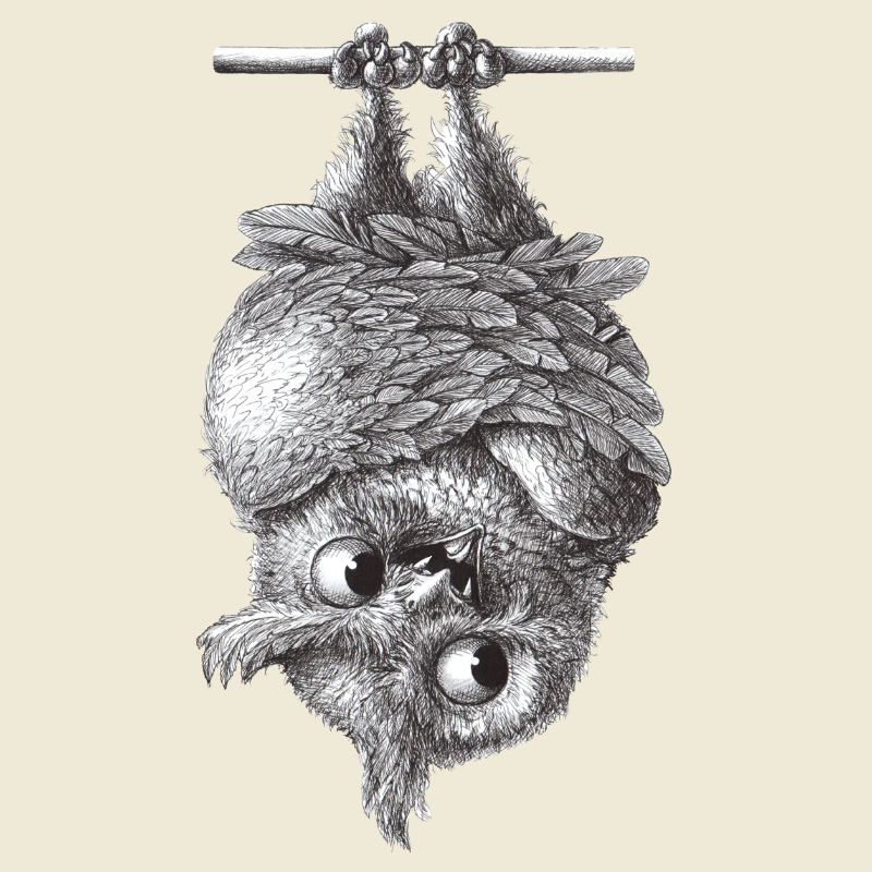 Vampir Eule - Dracula Eule