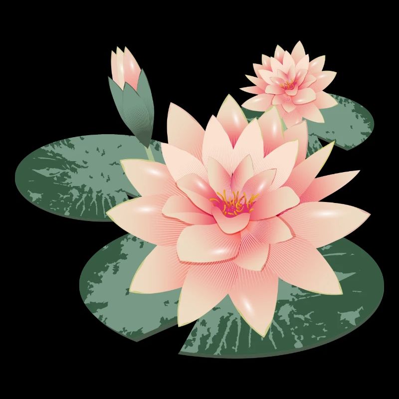 Two water lily blossoms with bud in lily pond