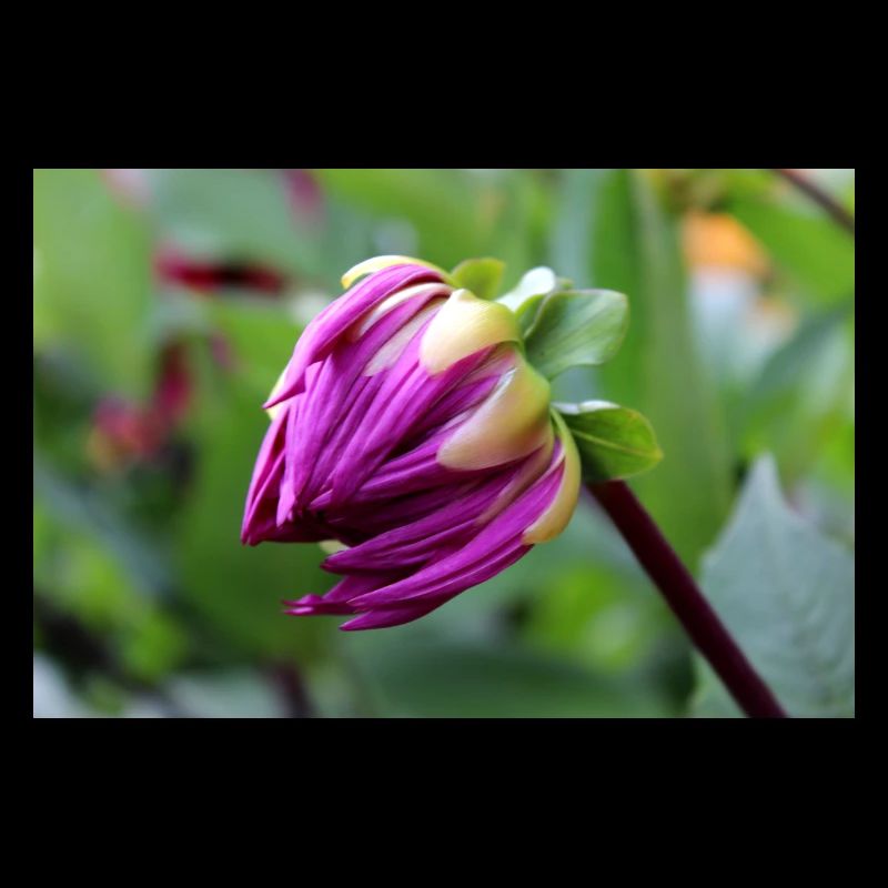Fleur de Dahlia rouge violet, fleur