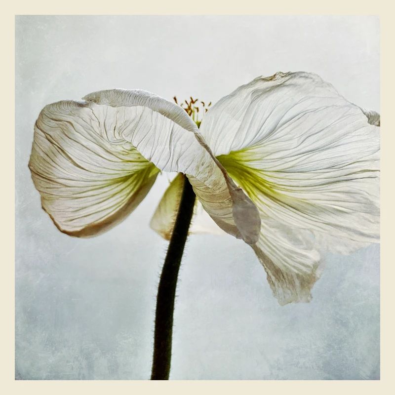 Weiße Mohnblüte