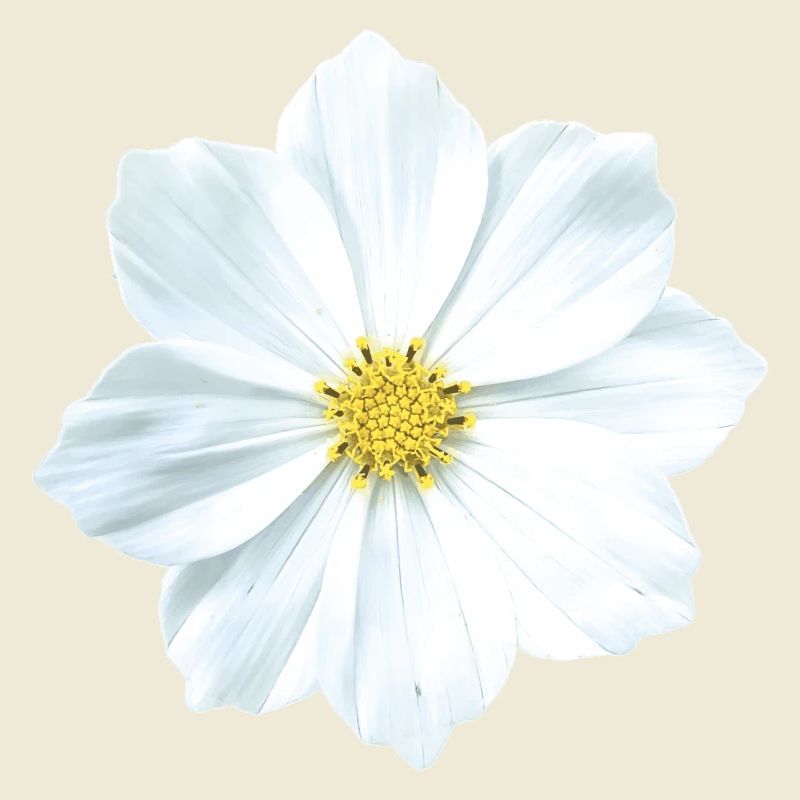 Blume