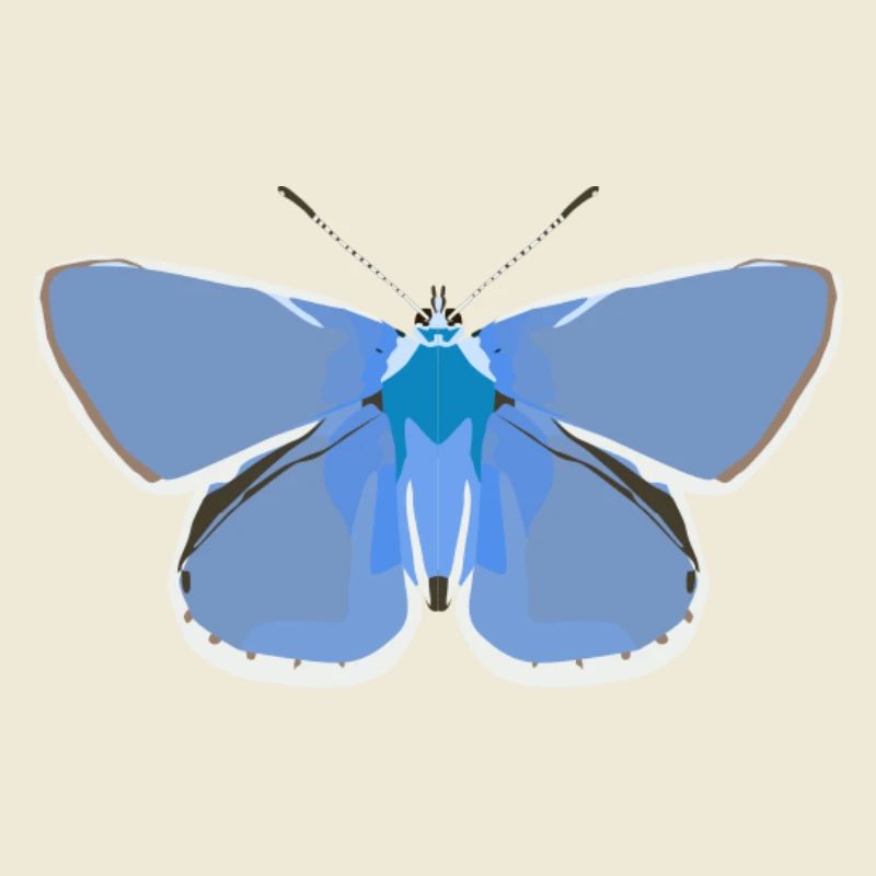 Schmetterlinge: Der gemeine Bläuling