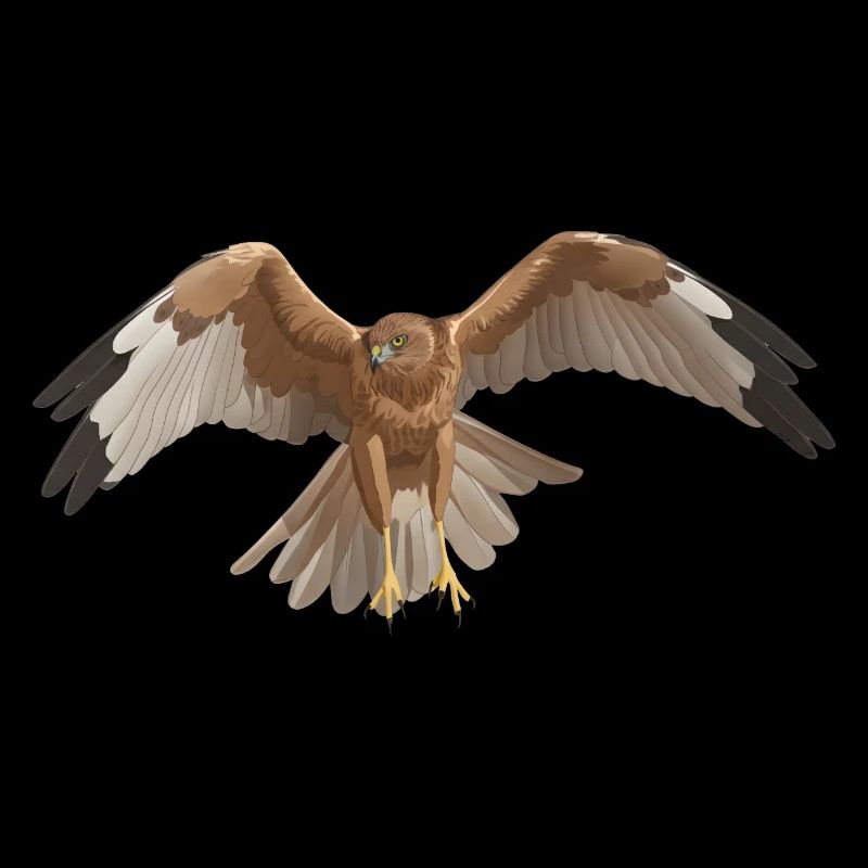 Marsh Harrier Circus aeruginosus