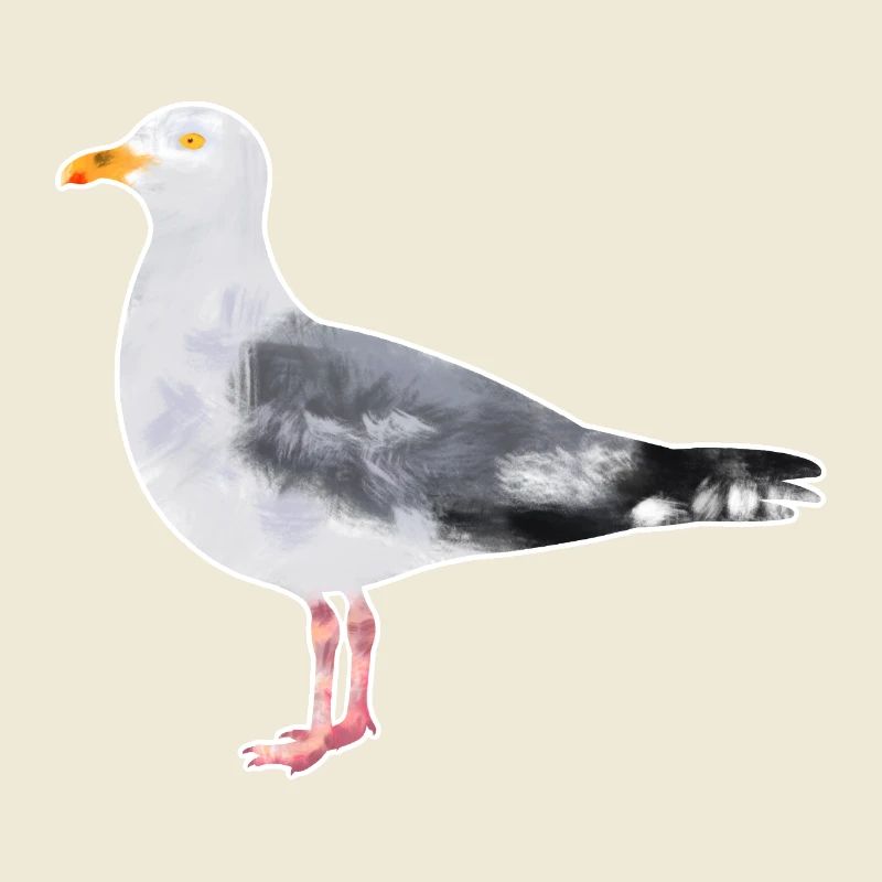 Mouette argentée.1