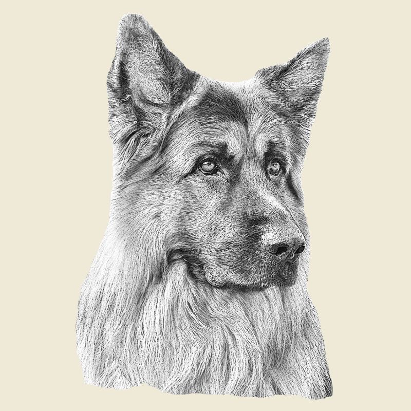 Old German Shepherd German Shepherd
