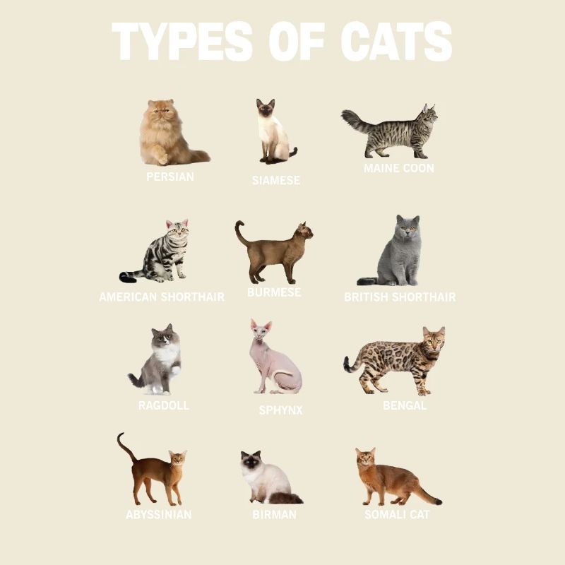 Types of Cats Educational Cat Breeds Chart Guide