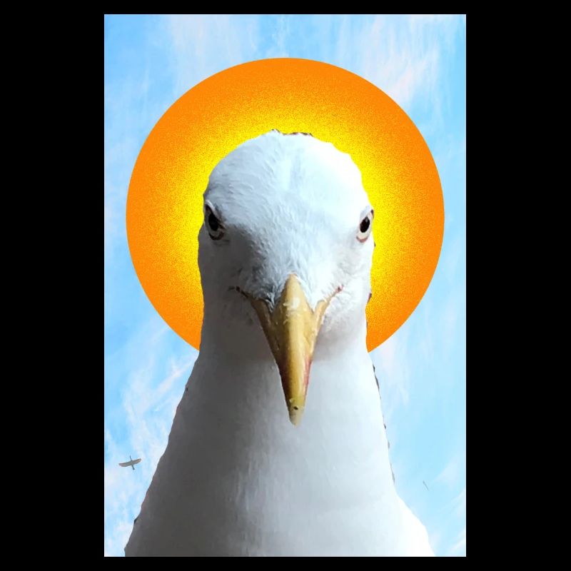 Portrait de mouette Sun Halo