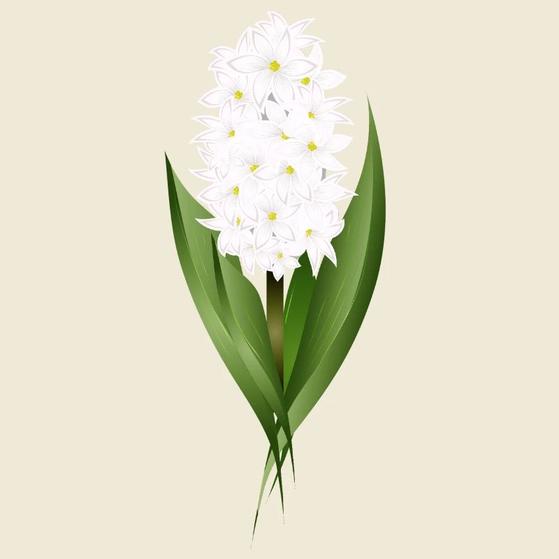 Jacinthe blanche – délicatesse sous forme de fleur