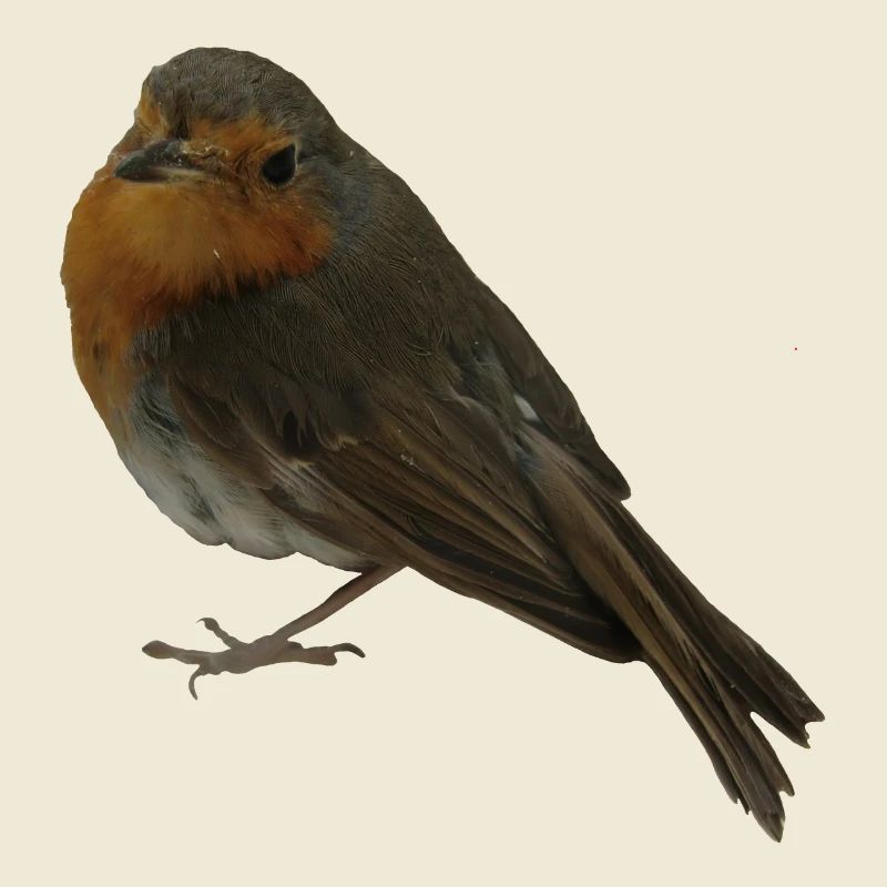 Rotkehlchen