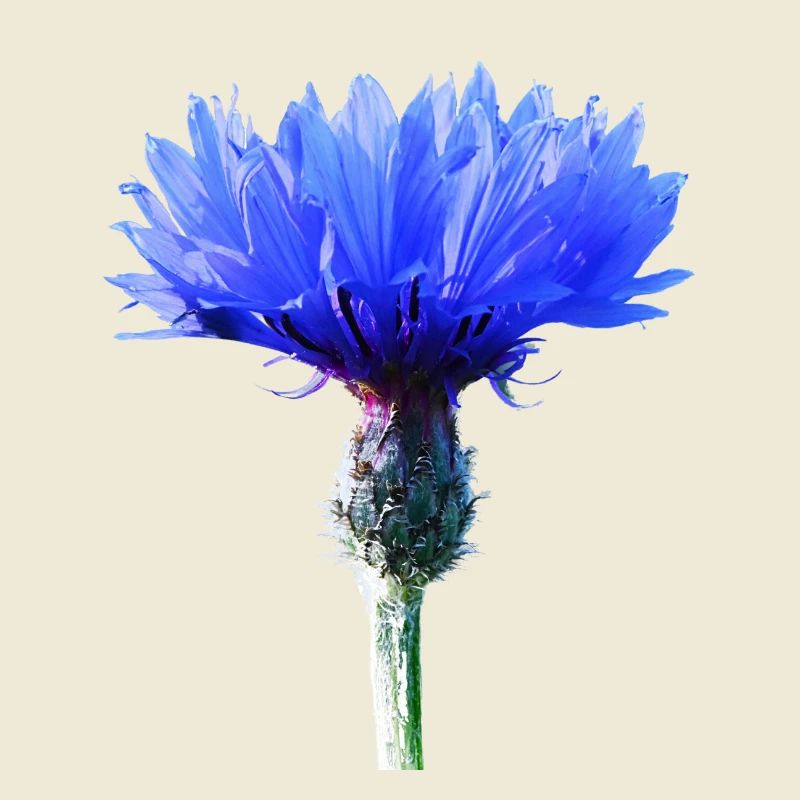 Bleuet