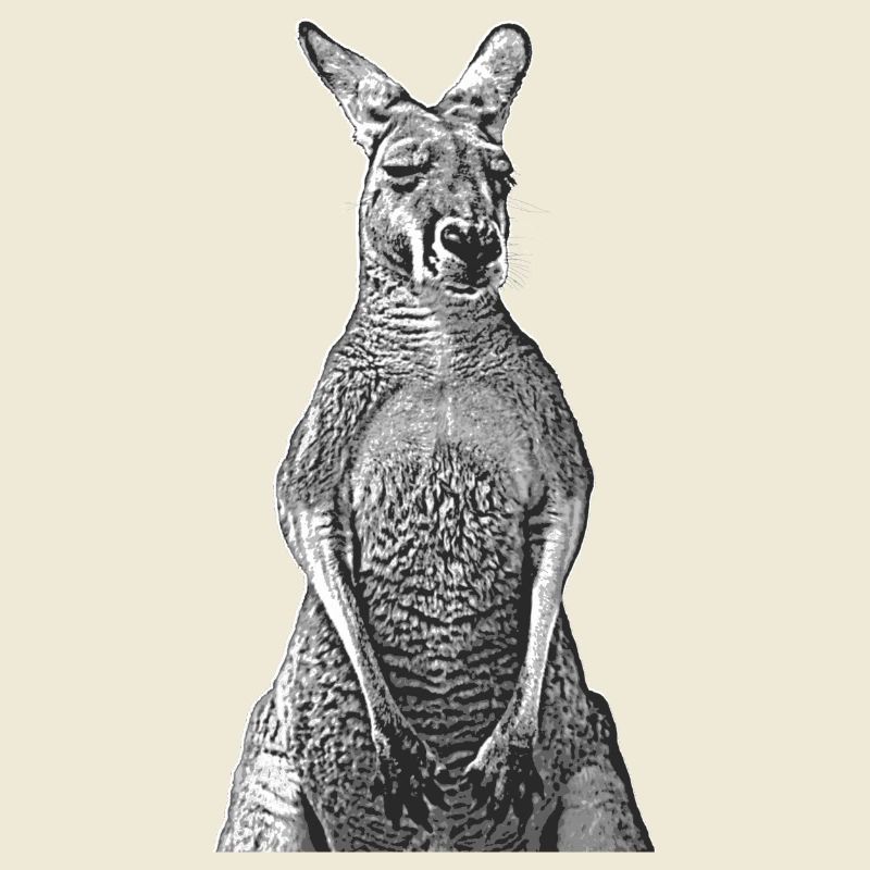 Kangaroo lineart