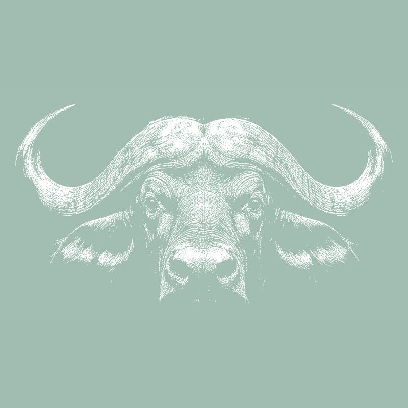 Buffle du Cap