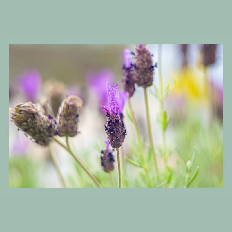 Delicate Lavender in Bloom
