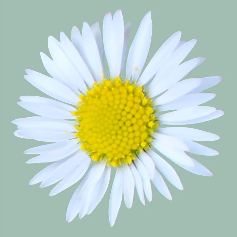 Gänseblümchen