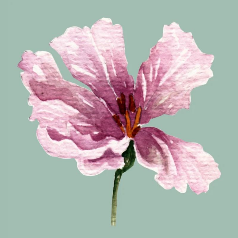 blume rosa