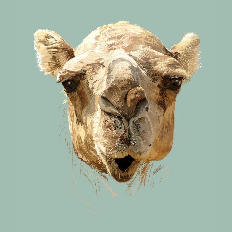 Camel