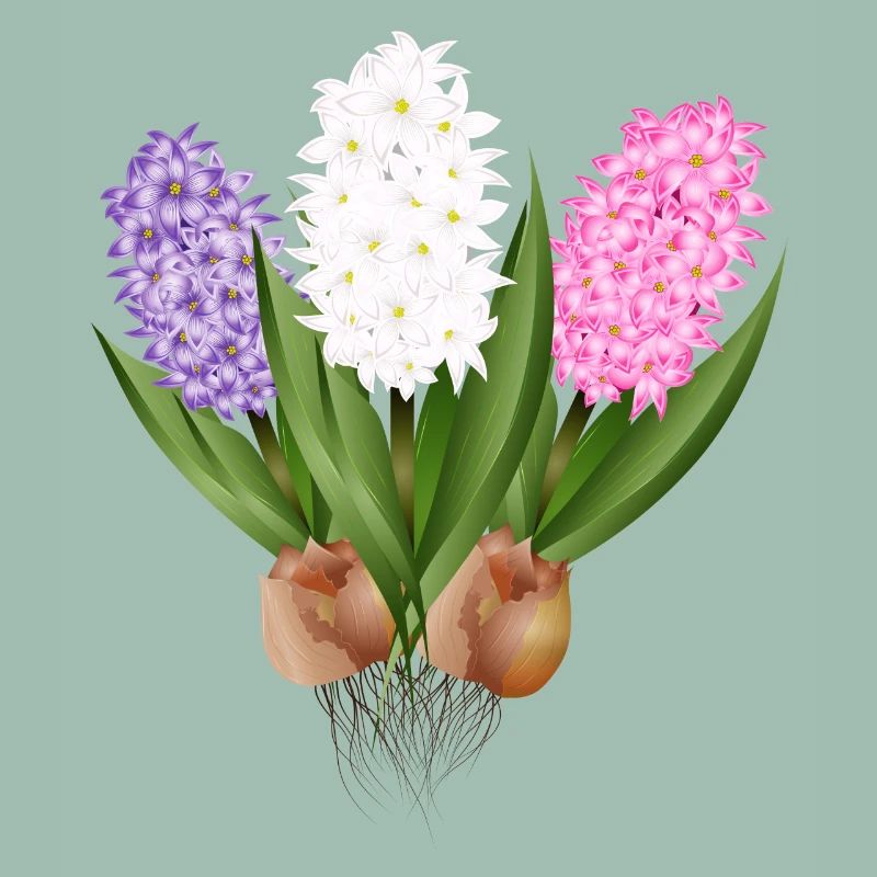 Hand-drawn hyacinths