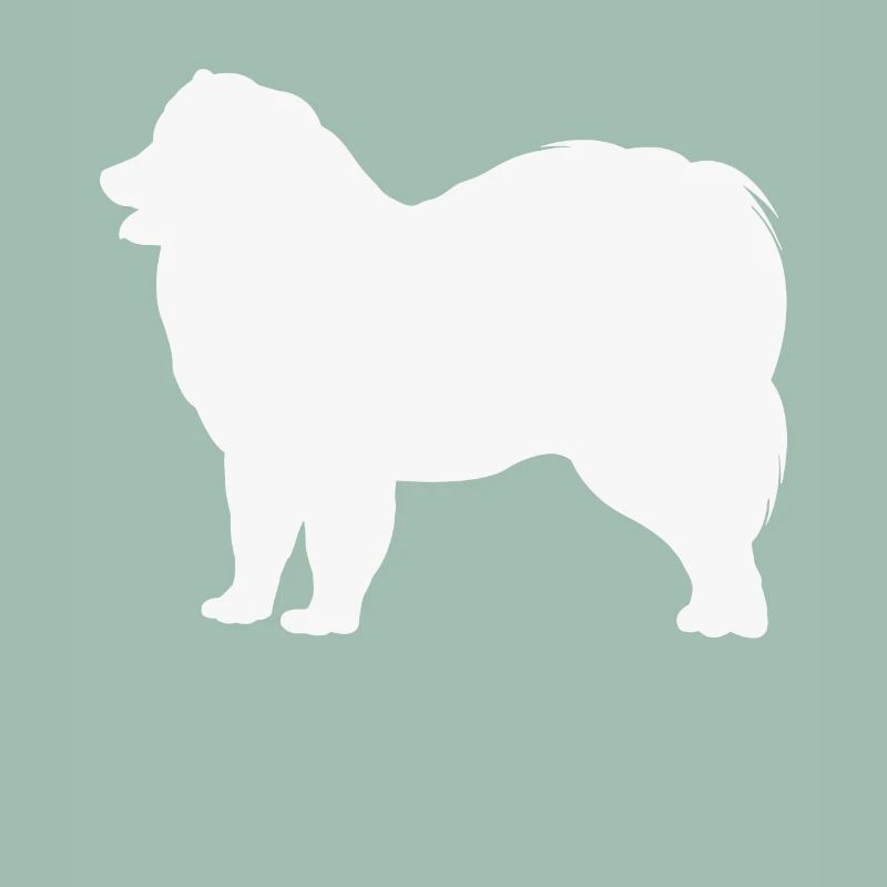 Samoyed