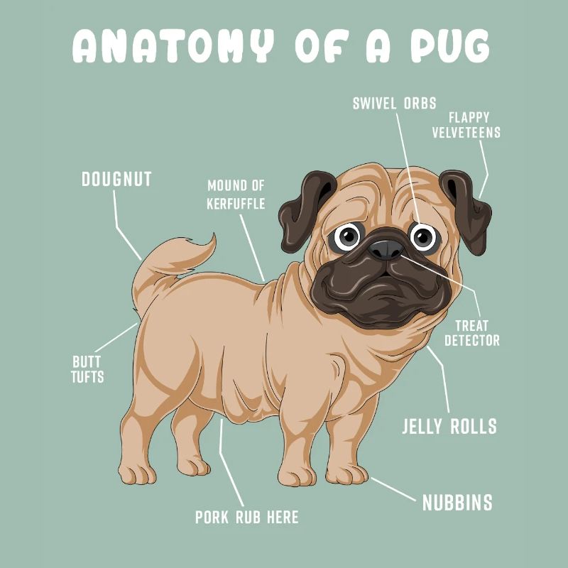 Mops-Anatomie