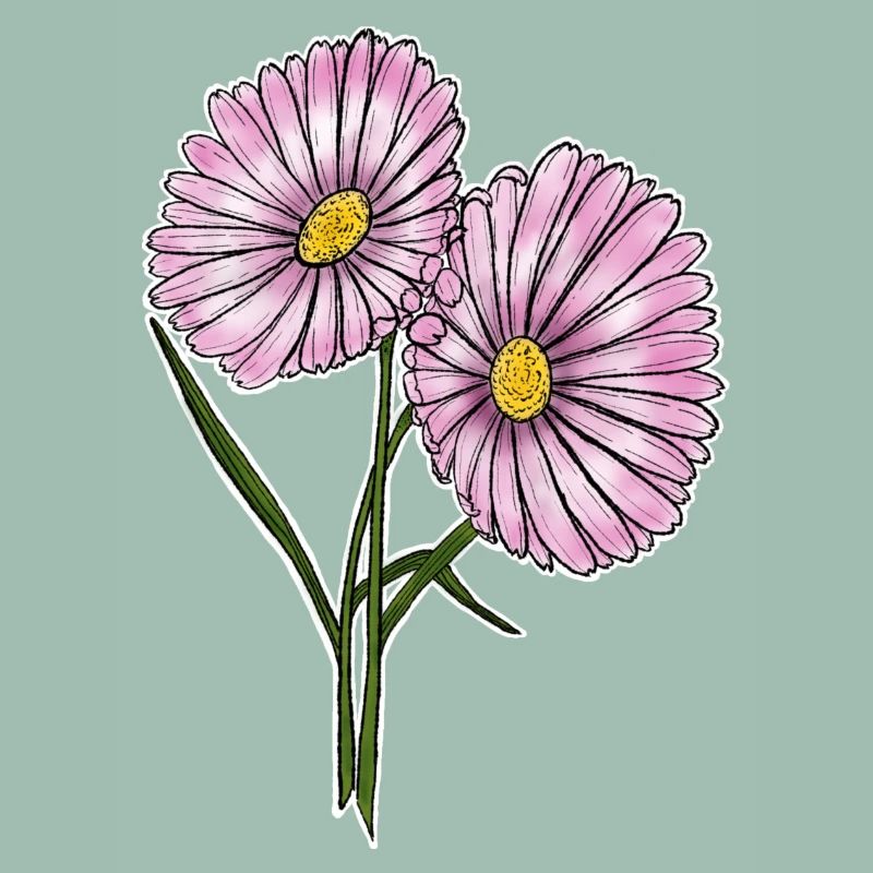 Gänseblümchen