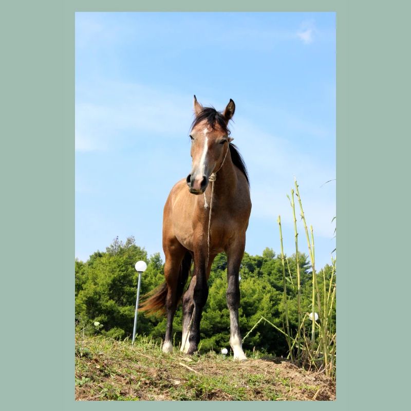 Affiche Cheval Cheval
