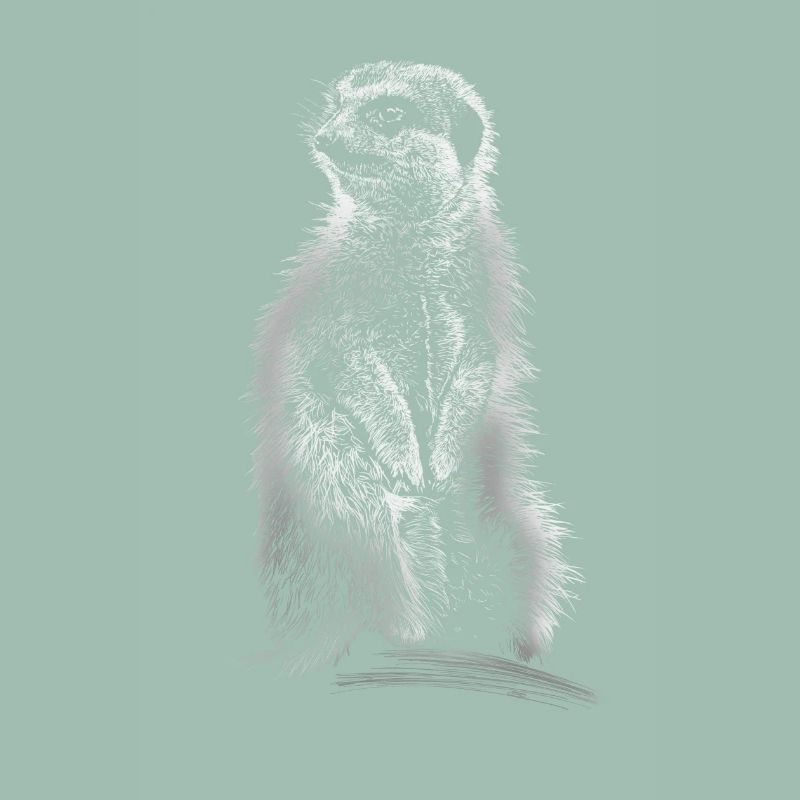 Erdmännchen