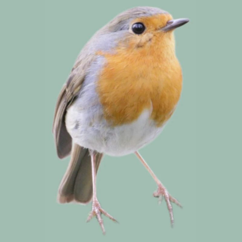 Robin Magic Cute Bird Nature Gift