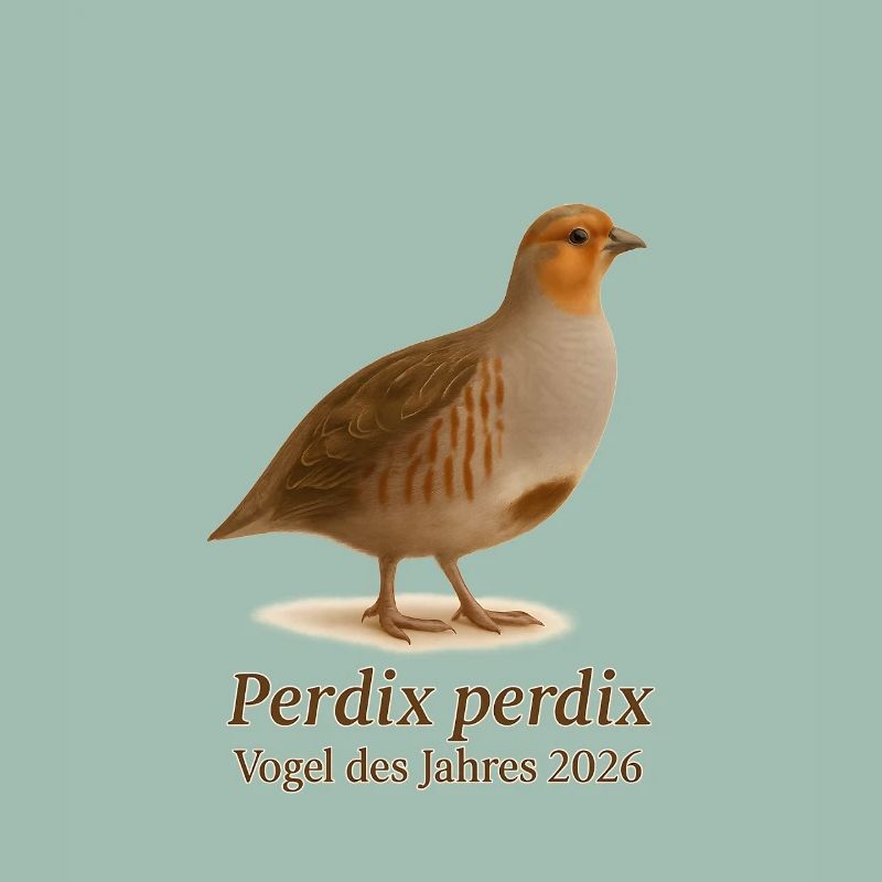 Oiseau de l'année 2026 – Perdrix perdix