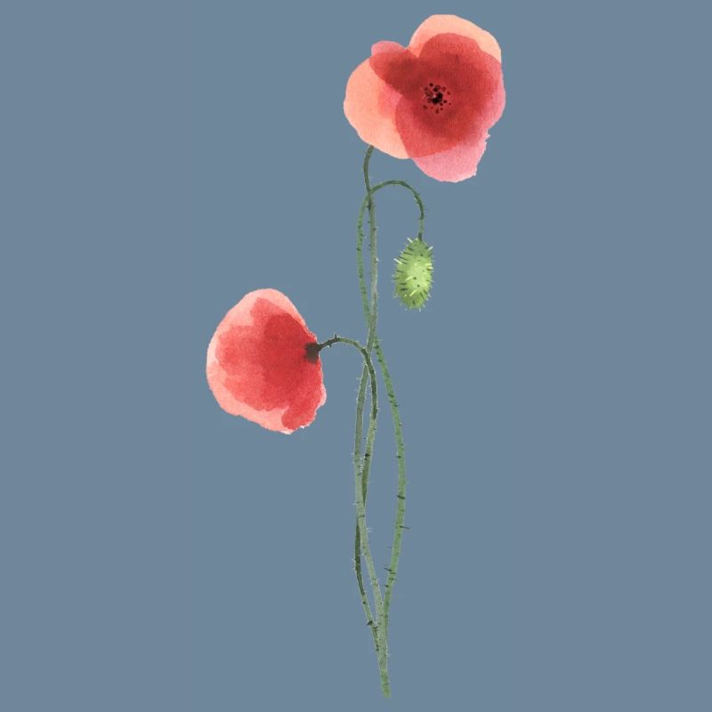 Fleur : coquelicot rouge