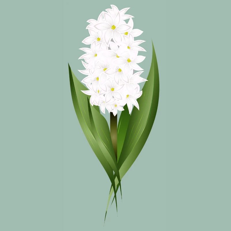 Jacinthe blanche – délicatesse sous forme de fleur