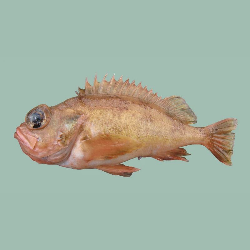 Fisch Rotbarsch
