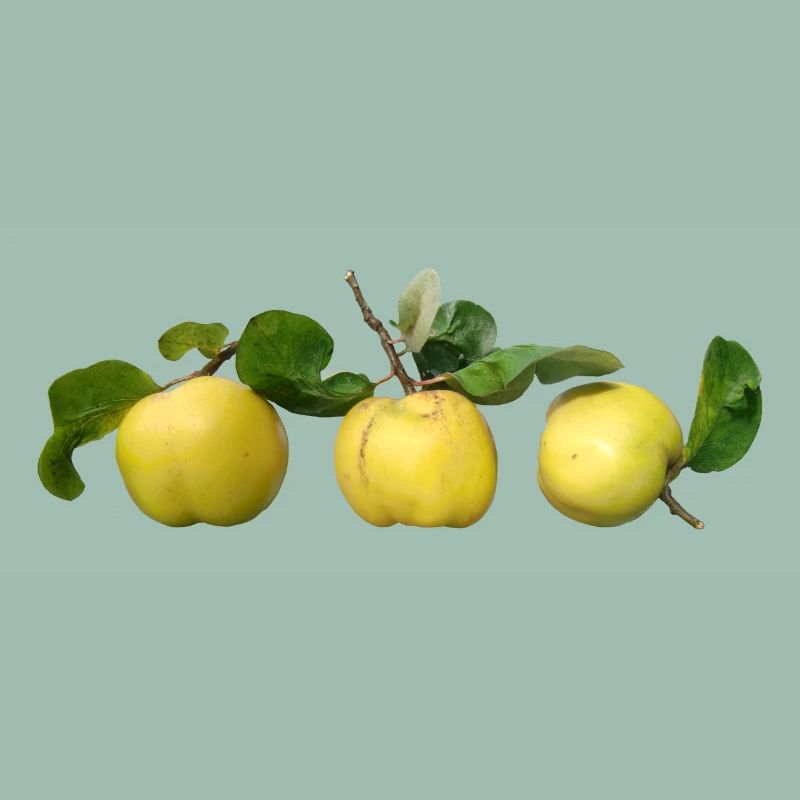 Quinces