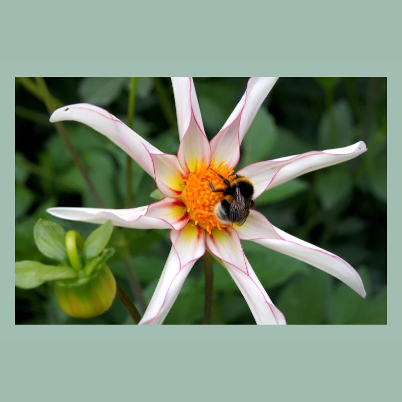 Fleur avec bourdon