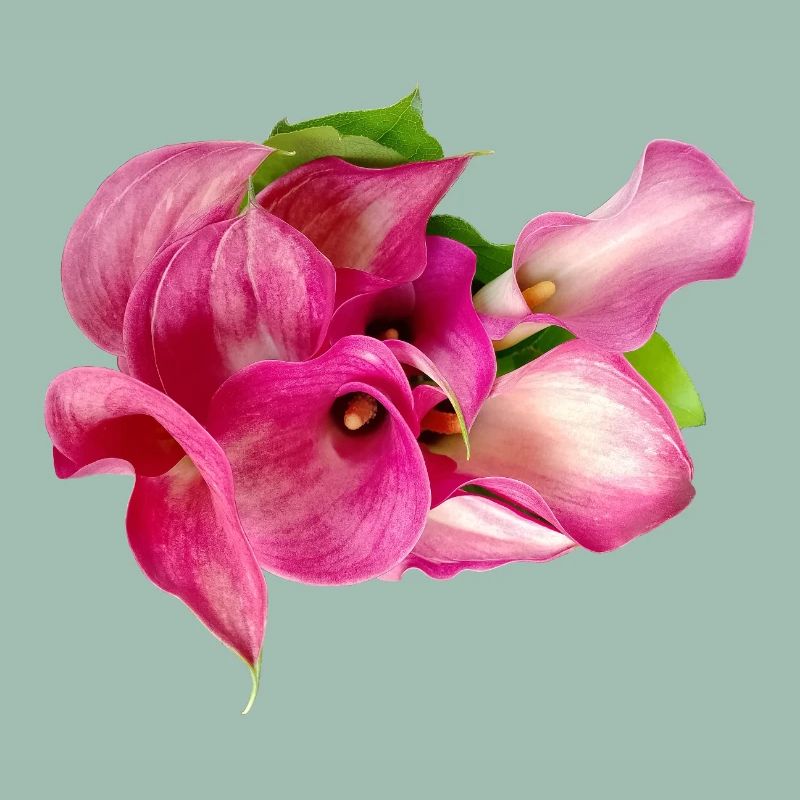 Lys Calla