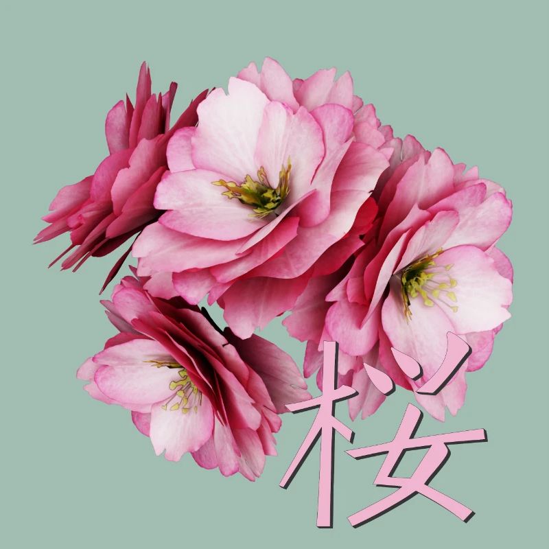 Cherry Blossom