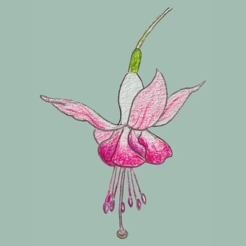 Fuchsienblüte