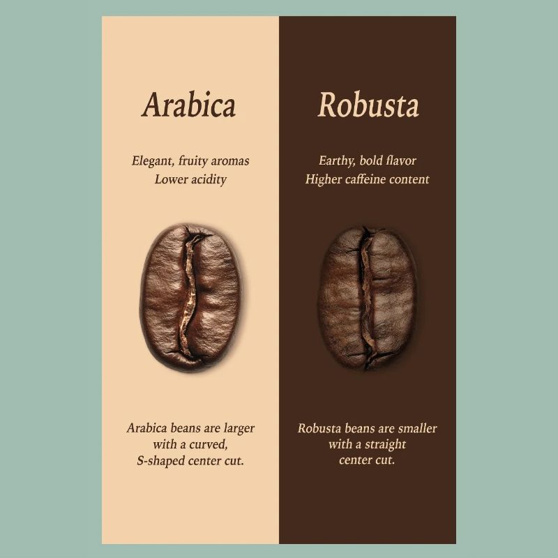 Arabica vs Robusta Coffee Guide Poster