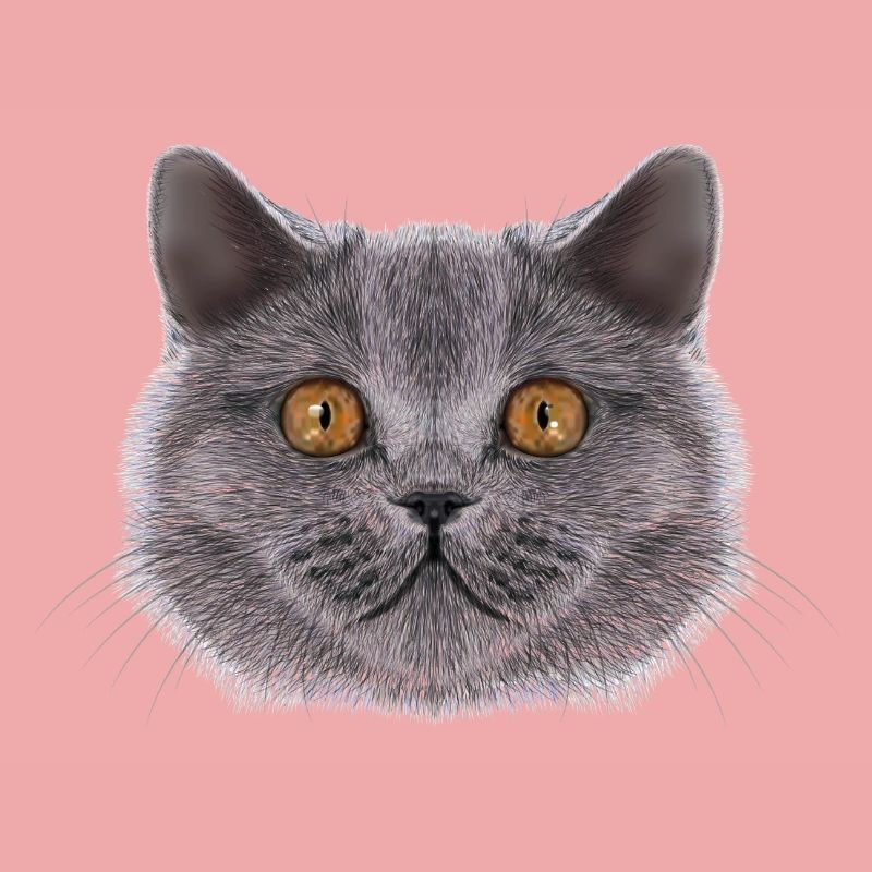 Britisch-Kurzhaar-Katze 