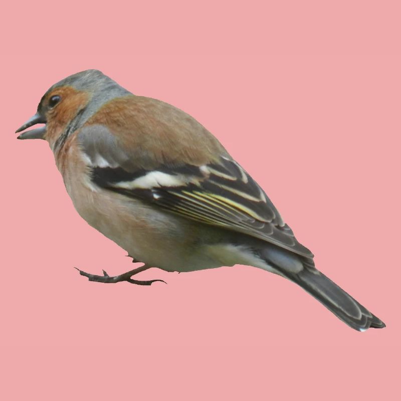 Buchfink (seitlich)