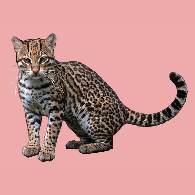Artistic Leopard