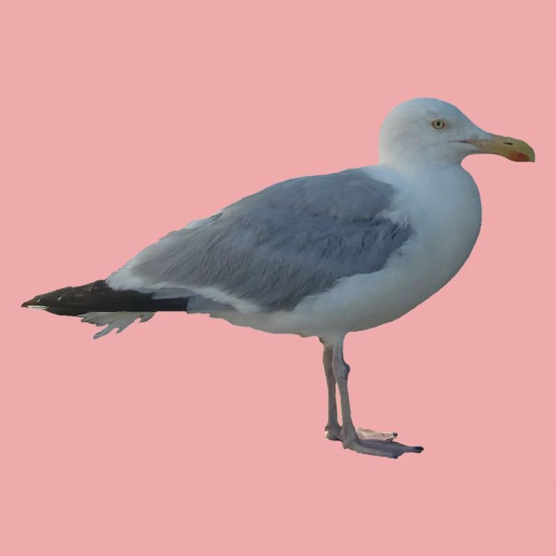 Möwe