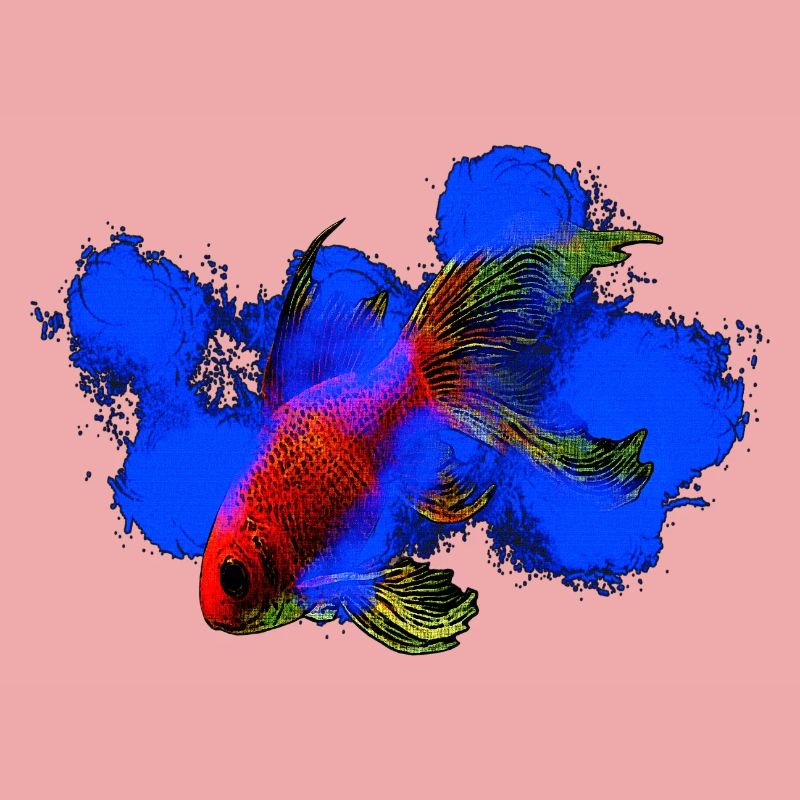 wassertiere, schleierschwanz Goldfisch