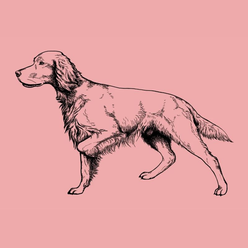 Setter above