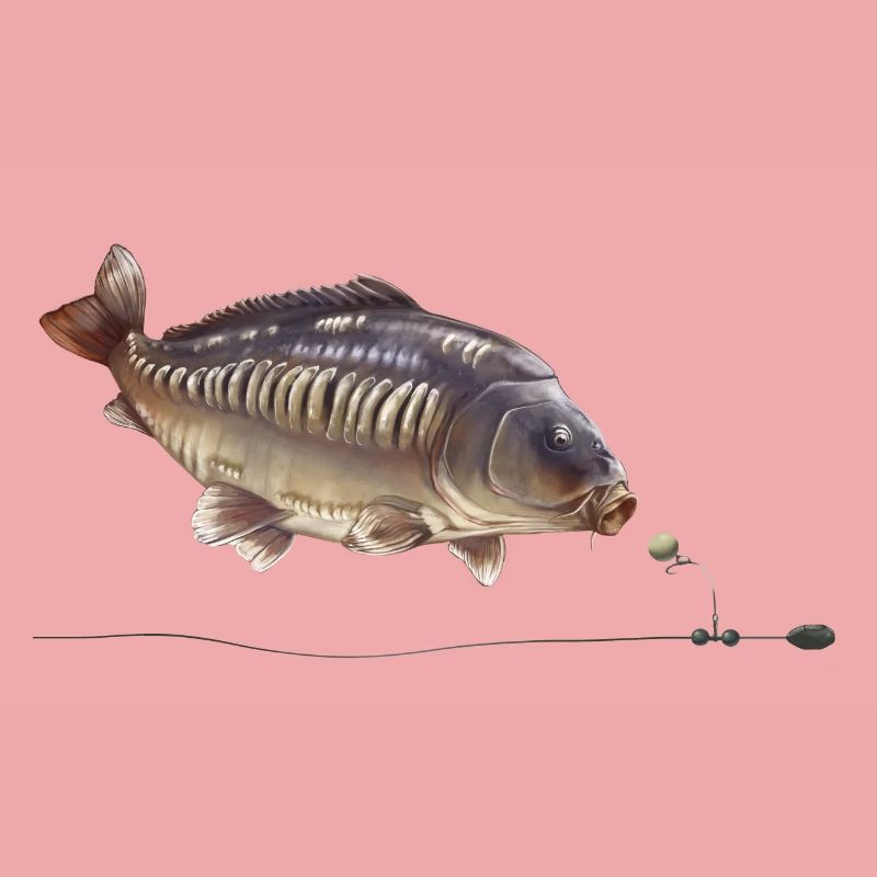 Spiegelkarpfen-Chod-Rig-Angeldesign