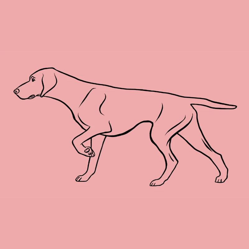 Dt. Shorthaired Pointer, prominent