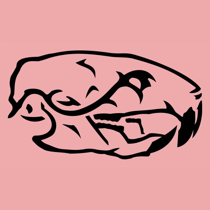 Crâne de Rat