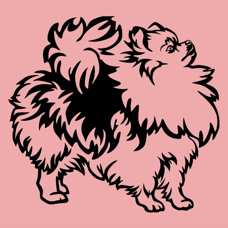 Spitz nain